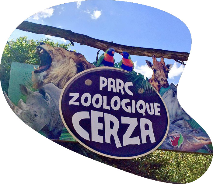 cerza cerza