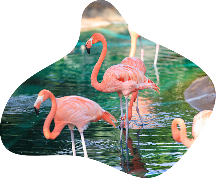 flamant flamant
