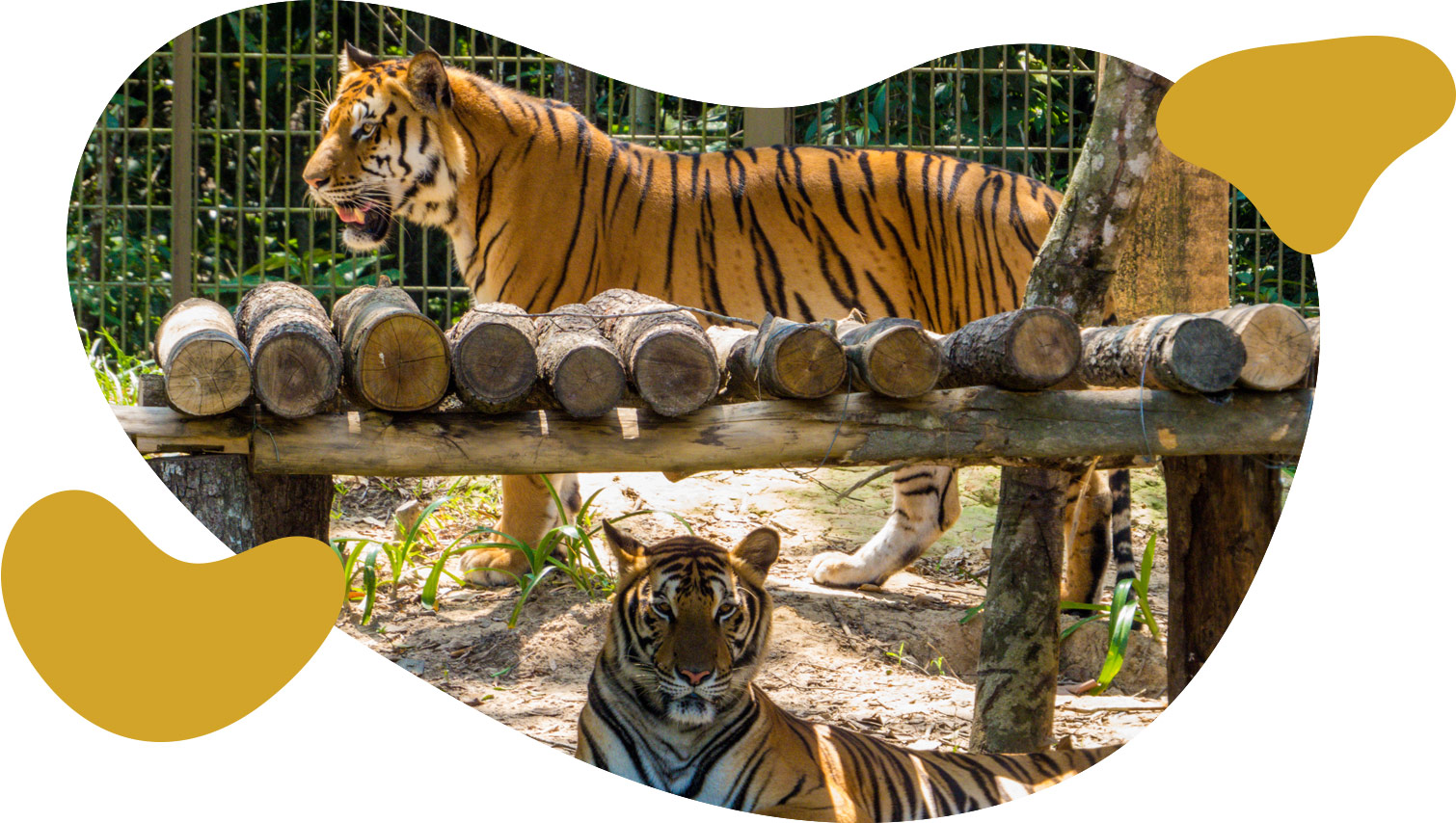 img_zoo_park_tolede img_zoo_park_tolede