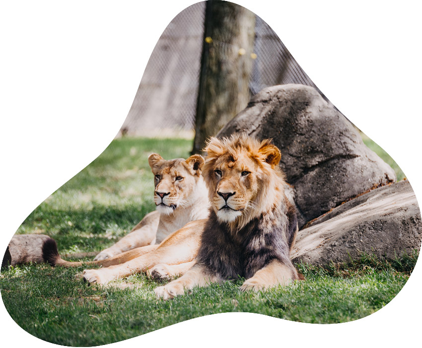 zoo_AF zoo_AF
